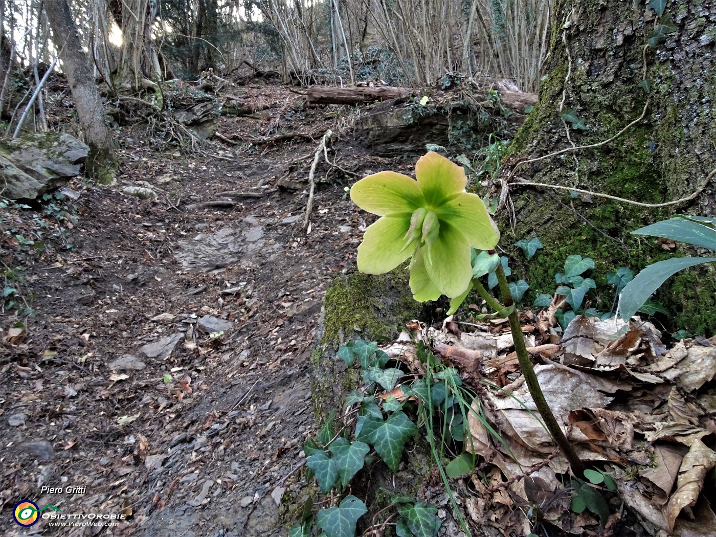 32 Elleboro verde (Helleborus viridis) sul sentiero rampante.JPG